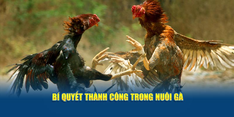 bi-quyet-thanh-cong-trong-nuoi-ga