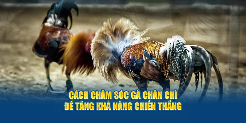 cach-cham-soc-ga-chan-chi-de-tang-kha-nang-chien-thang