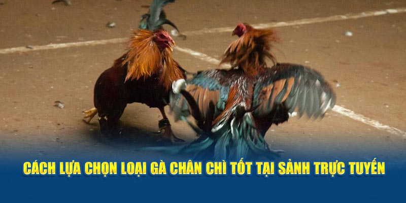 cach-lua-chon-loai-ga-chan-chi-tot-tai-sanh-truc-tuyen