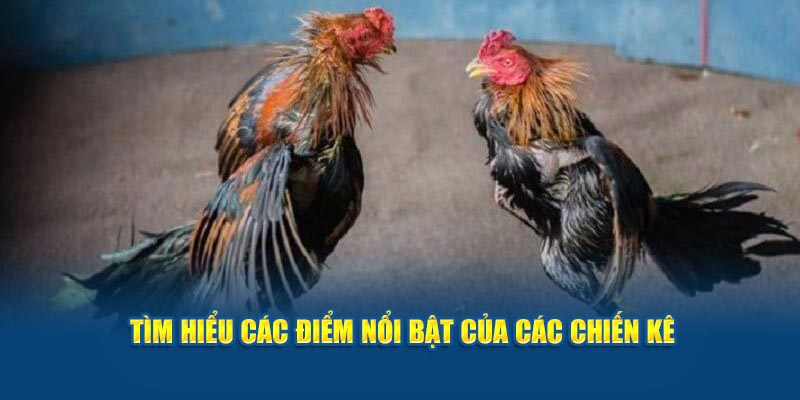 tim-hieu-cac-diem-noi-bat-cua-cac-chien-ke