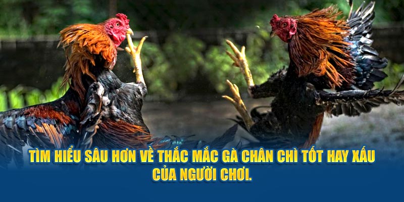 tim-hieu-sau-hon-ve-thac-mac-ga-chan-chi-tot-hay-xau-cua-nguoi-choi