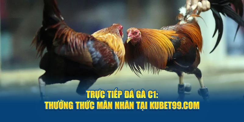 truc-tiep-da-ga-c1-thuong-thuc-man-nhan-tai-hubet-com